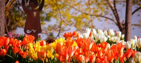 daffodils2
