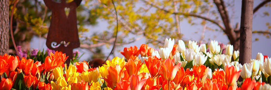 daffodils2